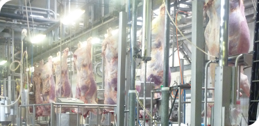 SOMAFER : Abattoir - Chaine d'Abattage