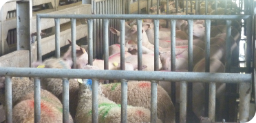 SOMAFER : Abattoir - Bouverie 